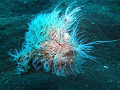   cant do thing my hairSea Sea 1G YS120 Strobe  